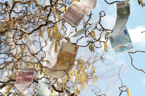 An einem Baum hängende Geldscheine, Euroschein