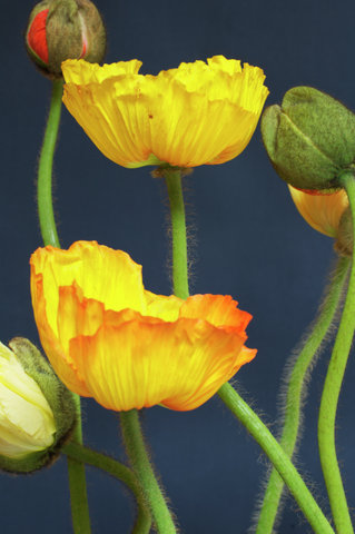 Yellow poppies