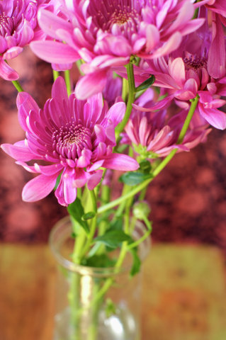 Pink chrysanthemums
