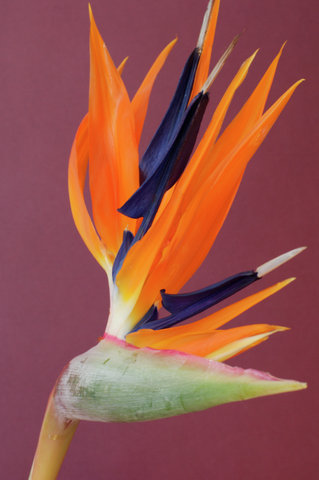 Close-up of bird-of-paradise Flower, Single Object, Object