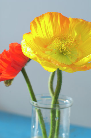 Poppies in a vase