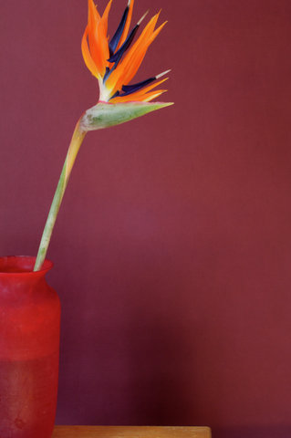 Bird-of-paradise flower in a vase