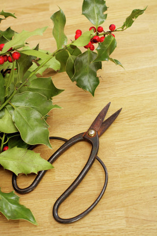 Scissors and holly twig